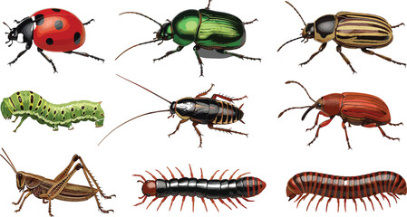 Realistic Detailed Vector Collection of Common Garden and Household Pests and Beneficial Insects, Including Ladybug, Caterpillars, Cockroaches, Weevils, Centipedes, Millipedes, and Grasshoppers for En