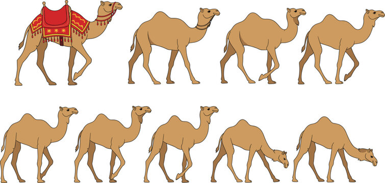 Complete Vector Sprite Sheet of Dromedary Camels, Including Various Walking Gaits, Eating Poses, and a Decorated Version with a Traditional Embroidered Saddle, Suitable for Animation