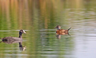 White-headed Duck (Oxyura leucocephala) is a common duck species in wetlands.