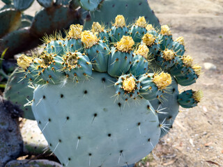 Yellow prickly pear cactus flower