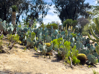 Prickly Pear Cactus Field in San Diego, California
