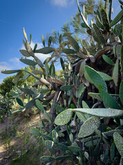 Prickly Pear Cactus in San Diego, California