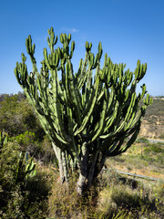 Candelabra Tree, Euphorbia ingens