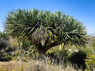 Dragon Trees (Dracaena draco) in San Diego, California