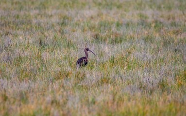
The Glossy Ibis (Plegadis falcinellus) is a common species in the Sultan Marshes Wetland in Kayseri.