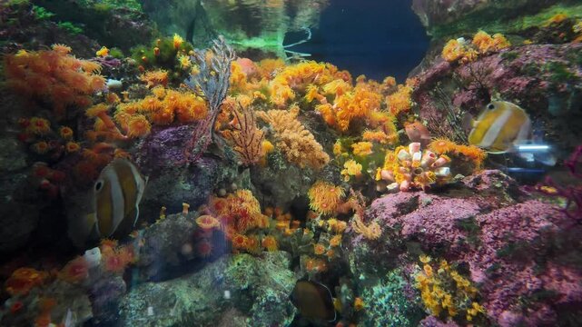 Colorful coral reef with tropical fish underwater in ocean marine environment