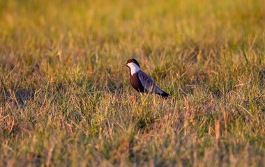 Naklejka premium The Spur-winged Lapwing (Vanellus spinosus) is a common species in the Sultan Marshes Wetland in Kayseri.