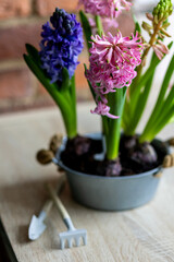 Spring gardening mood. Festive easter simple home decorations. A group of beautiful colourful bright pink and purple blooming bulbous hyacinths in a metal pot on a table in the kitchen.