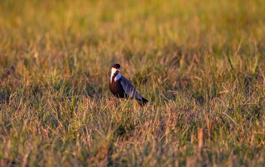 The Spur-winged Lapwing (Vanellus spinosus) is a common species in the Sultan Marshes Wetland in Kayseri.