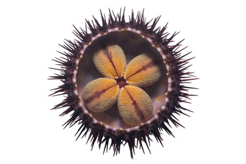 Close up of a sea urchin with orange spines isolated on transparent background