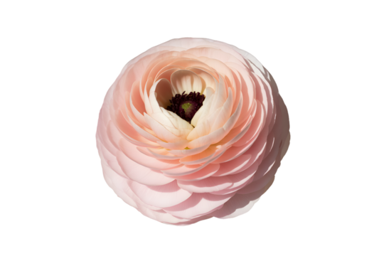 Delicate pink ranunculus flower isolated on transparent background