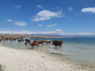 The cows on the beach
