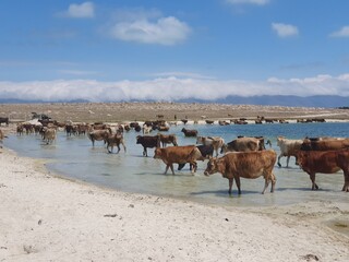 The cows on the beach