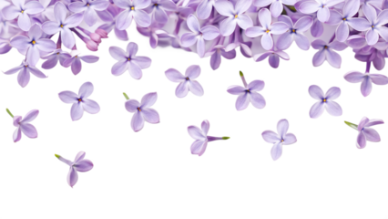 Beautiful light purple lilac flower blossom petals falling down isolated on transparent background for spring design