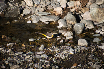 A Grey Wagtail (Motacilla cinerea), a slender, long-tailed bird often found near running water, perched close to a gentle stream. Known for its graceful movements and yellow underparts