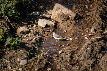A Grey Wagtail (Motacilla cinerea), a slender, long-tailed bird often found near running water, perched close to a gentle stream. Known for its graceful movements and yellow underparts