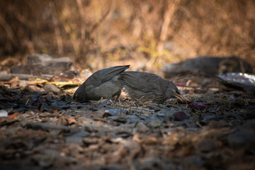 Jungle Babbler Bird Foraging in Woodland Area