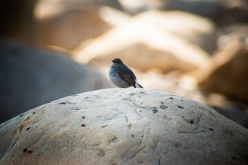 Female Plumbeous Water Redstart by Mountain Stream