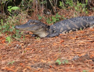 Juvenile American Alligator by the water. 