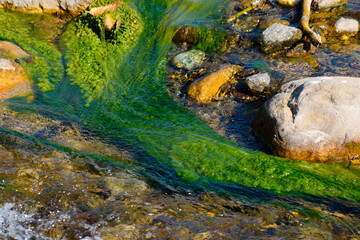 Bright Green Algal Growth in Crystal Clear Freshwater