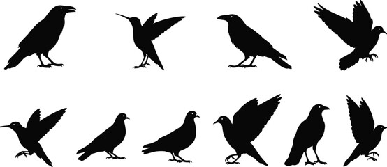 Vector Silhouette Icon Set of Common Birds, Including Crows, Doves, and Hummingbirds, Ideal for Nature Graphics, Logo Design, and Wildlife Education Projects.