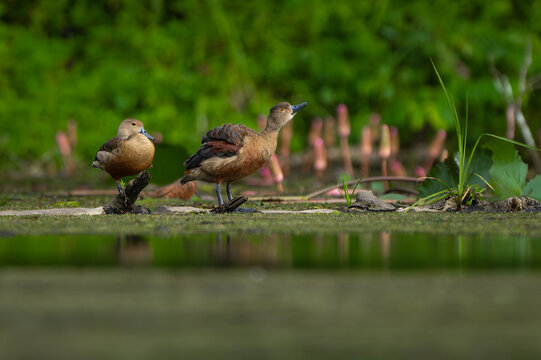 Two whistling ducks standing on a log in a lush wetland, surrounded by greenery and lotus buds.