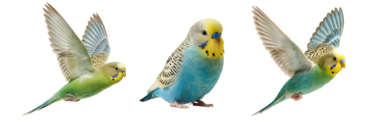Set of Budgerigar Isolated on Transparent Background. PNG