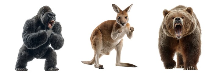 Fototapeta premium Set of Angry Anymal Isolated on Transparent Background. PNG