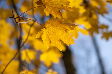 Colorful tree leaves on branches.