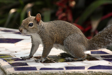 Grey squirrel posing on a bench in Flamingo Gardens in Davie, FL