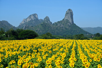 The view of the mountain with its unusual shape, naturally beautiful with the sunflower garden.