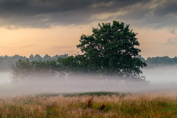 A beautiful landscape. A foggy evening. A bright sky. Trees in a meadow with a forest in the background. Dramatic sky. Rural landscape. Slajszewo, Poland