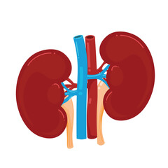 Human Kidneys Anatomy Vector Illustration. Cartoon renal system internal organs with arteries and veins isolated on white