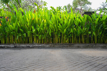 A quiet garden without many people passing by where many green tropical plants decorate it
