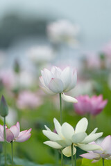 Obraz premium 美しい蓮の花 