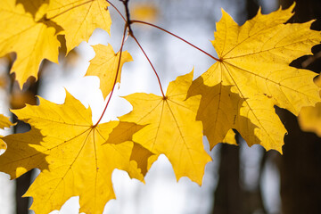 Colorful tree leaves on branches.