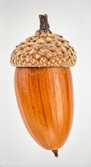 Acorn Oak Seed Isolated on White Background, Tree Nut Representing Forest Reproduction and Natural...