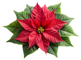 A vibrant red poinsettia flower, a classic symbol of christmas, elegantly arranged with its rich green foliage, presented in a striking top-down view. 148 chars.
