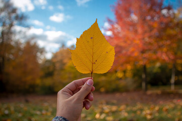 Vibrant Fall Foliage: Bright Yellow Leaf on a Sunny Day