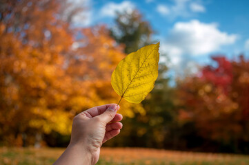 The Beauty of Autumn: Seasonal Nature Background and Sky