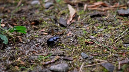 Earth Boring Dung Beetle Insect Crawling on Forest Floor