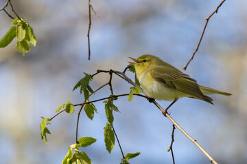 Perching Wood Warbler at tree branch.