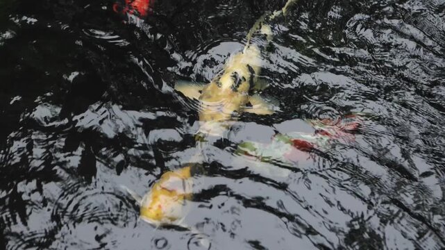 Colorful Koi Fish Swimming in Pond
