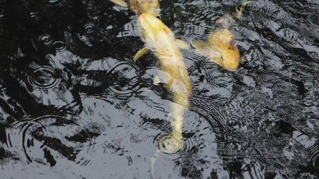 Colorful Koi Fish Swimming in Pond