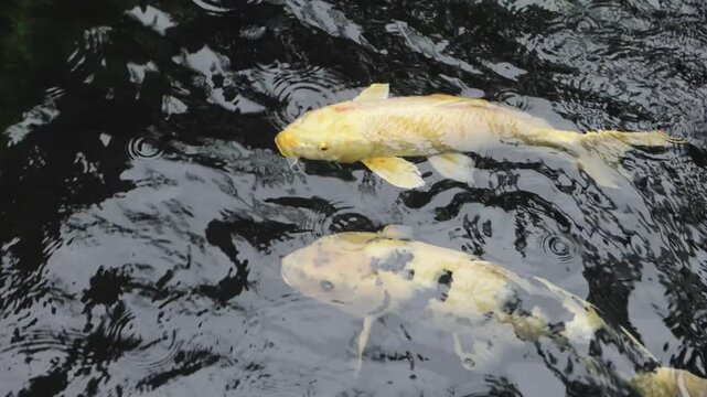 Colorful Koi Fish Swimming in Pond