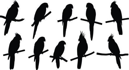 Parrot silhouettes, tropical bird illustration, exotic parrot artwork, perched parrots, aviary design, bird collection, wildlife silhouettes, exotic animals, parrot artwork, silhouette art