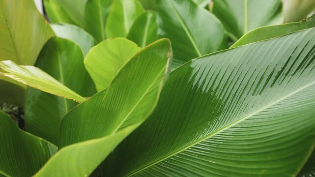 Tropical Banana Leaves Macro After Rain
