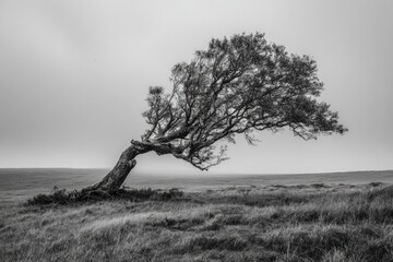 Windswept Tree In A Misty Field