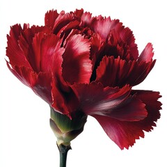 Closeup Deep Red Carnation