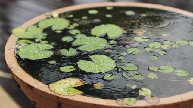 Rainy environmen in tropic, plants in clay pot and rain drops